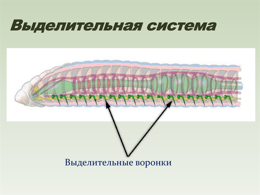 Незамкнутая кровеносная система у червей. Выделительная система медицинской пиявки. Кольчатые черви пиявки строение.