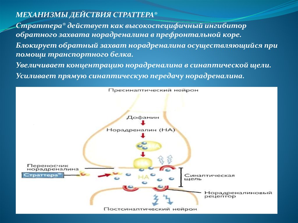 Снотворные механизм действия. Молекулярные механизмы синаптической передачи. Антиаритмические препараты механизм действия. Механизм действия пленкообразующих средств. Янувия механизм действия.