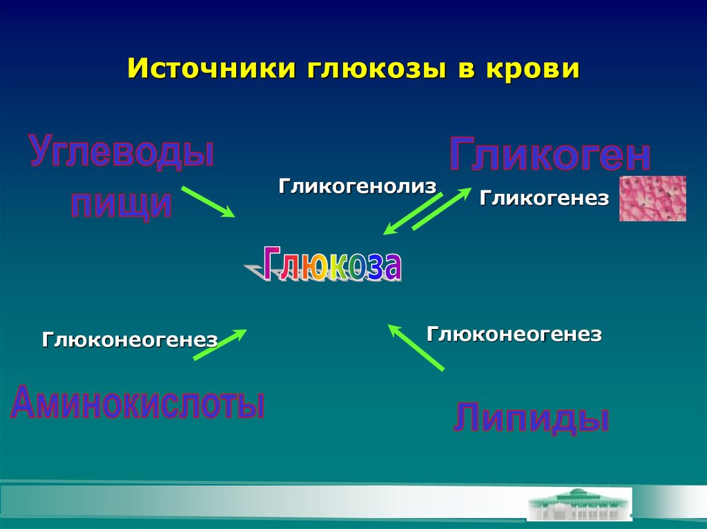 Источники глюкозы. Источники Глюкозы крови биохимия. Глюконеогенез и гликогенез. Гликогенез гликогенолиз глюконеогенез. Источники поступления Глюкозы в кровь.