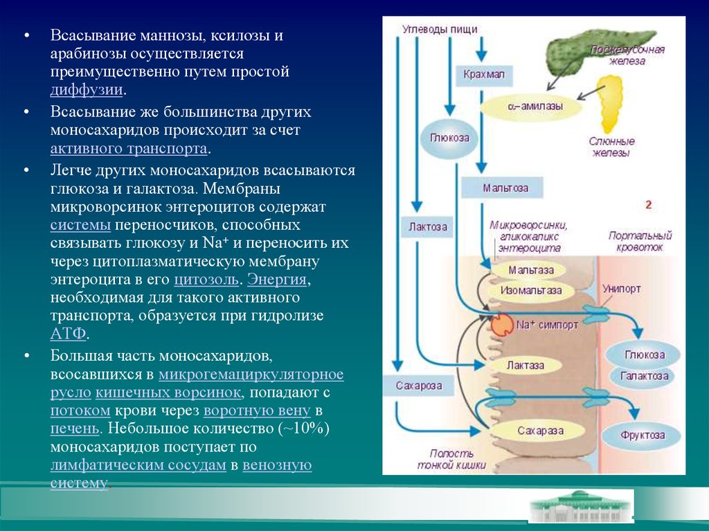 Глюкоза в вене. Всасывание Глюкозы в тонком кишечнике. Механизм всасывания углеводов в кишечнике. Всасывание Глюкозы в кровь. Всасывание Глюкозы в кишечнике.