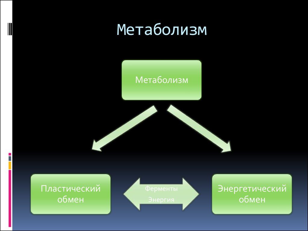 Пластический обмен схема