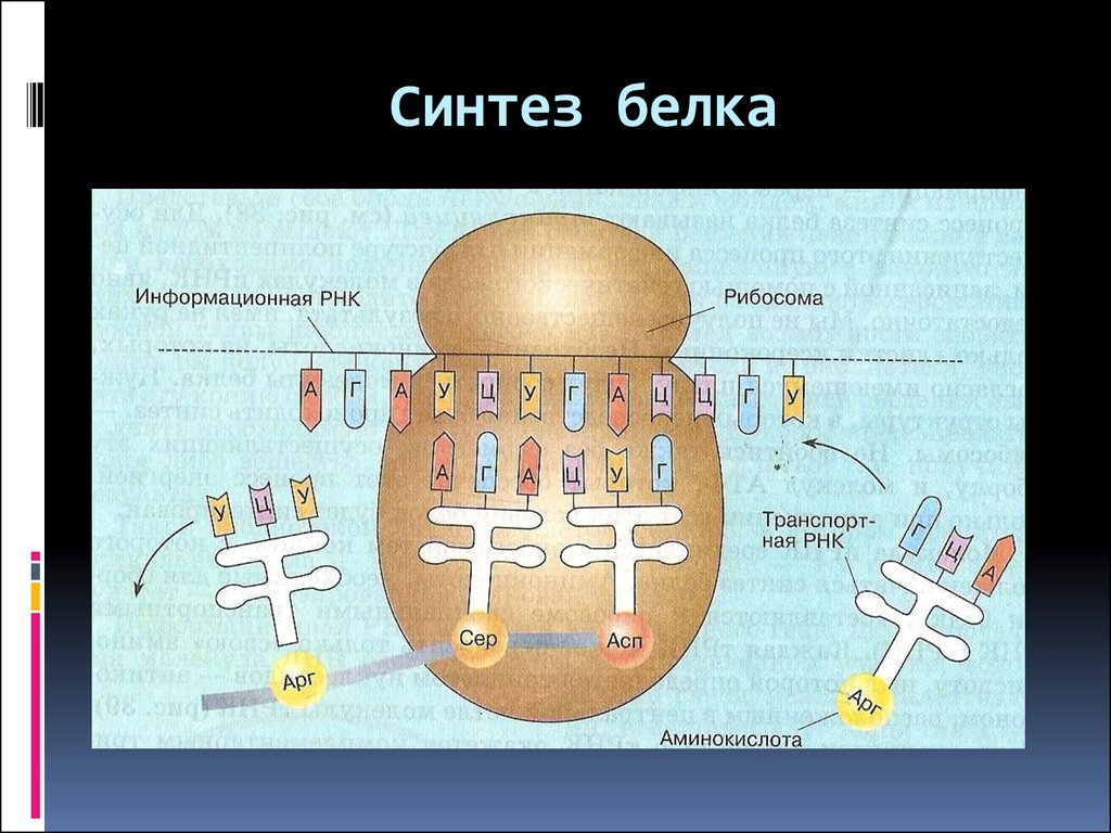 Участвует в синтезе белка. Схема синтеза белка в рибосоме. Схема синтеза белка в рибосоме 9 класс. Обмен веществ в клетке Синтез белка в клетке. Метаболизм пластический обмен Биосинтез белка.