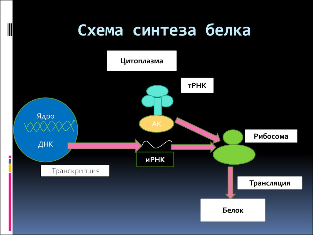 Процессы синтеза в живых клетках презентация 11 класс