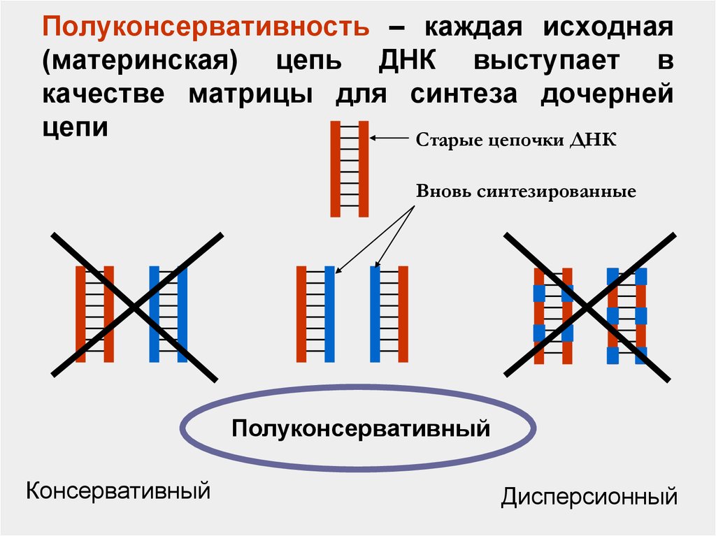 Исходная цепочка. Принцип полуконсервативности. Полуконсервативность ДНК. Полуконсервативность синтеза. Материнская цепь ДНК.