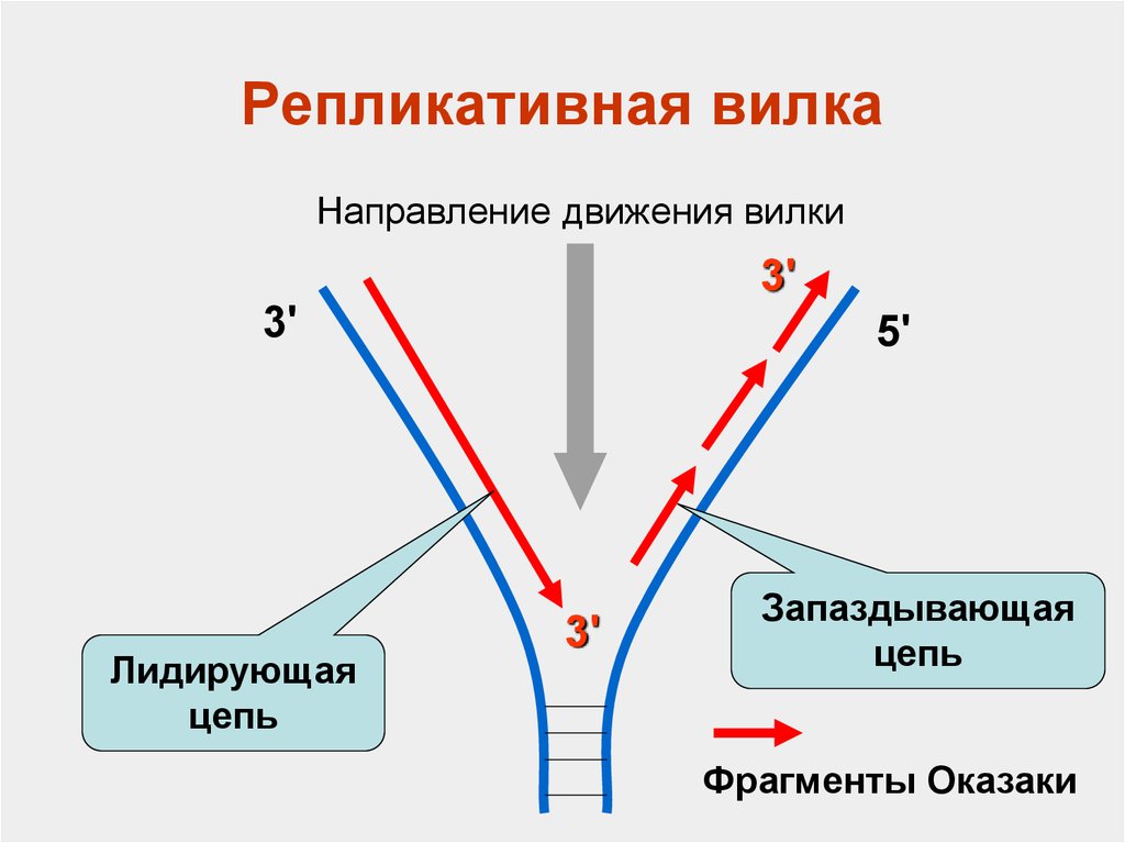 Укажите направления движения. Направление движения репликативной вилки. Схема репликативная вилка биохимия. Строение репликативной вилки биохимия. Репликация репликативная вилка.