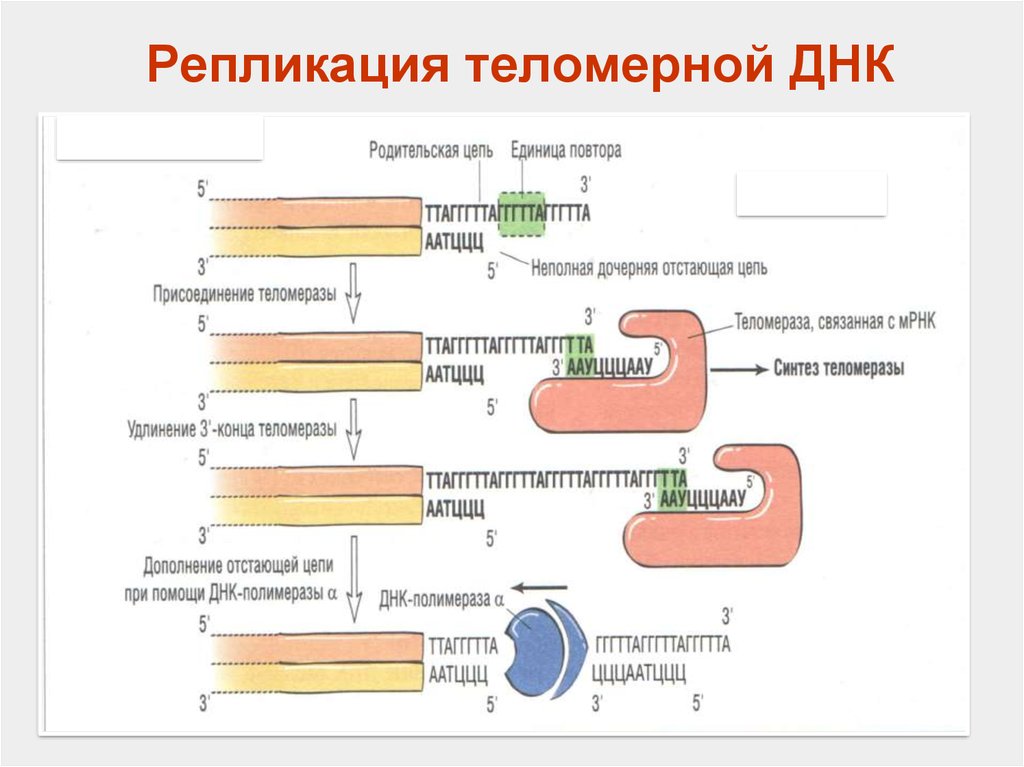 Репликация данных это. Репликация теломерных участков ДНК эукариот. Теломераза в репликации. Репликация теломерной ДНК. Схема репликации ДНК.