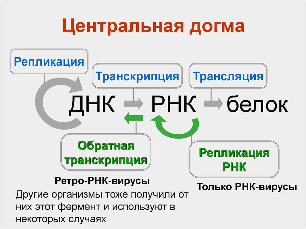 Таблица транскрипции биология