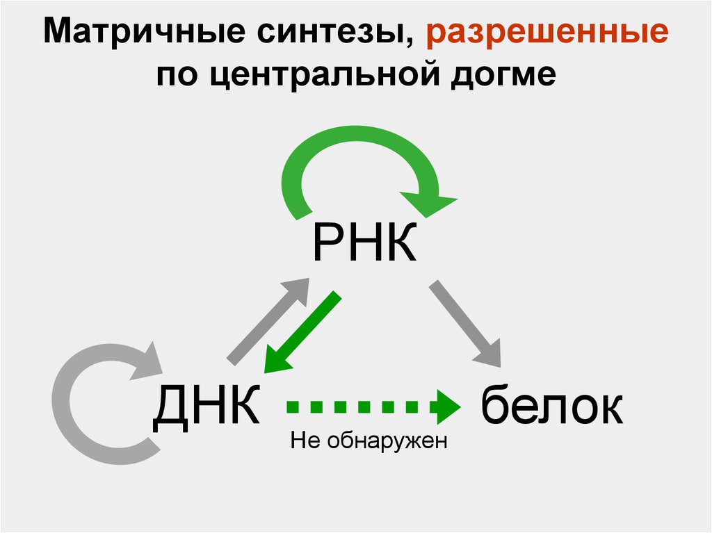 Рассмотрите рисунок с изображением одного из процессов матричного синтеза и определите процесс