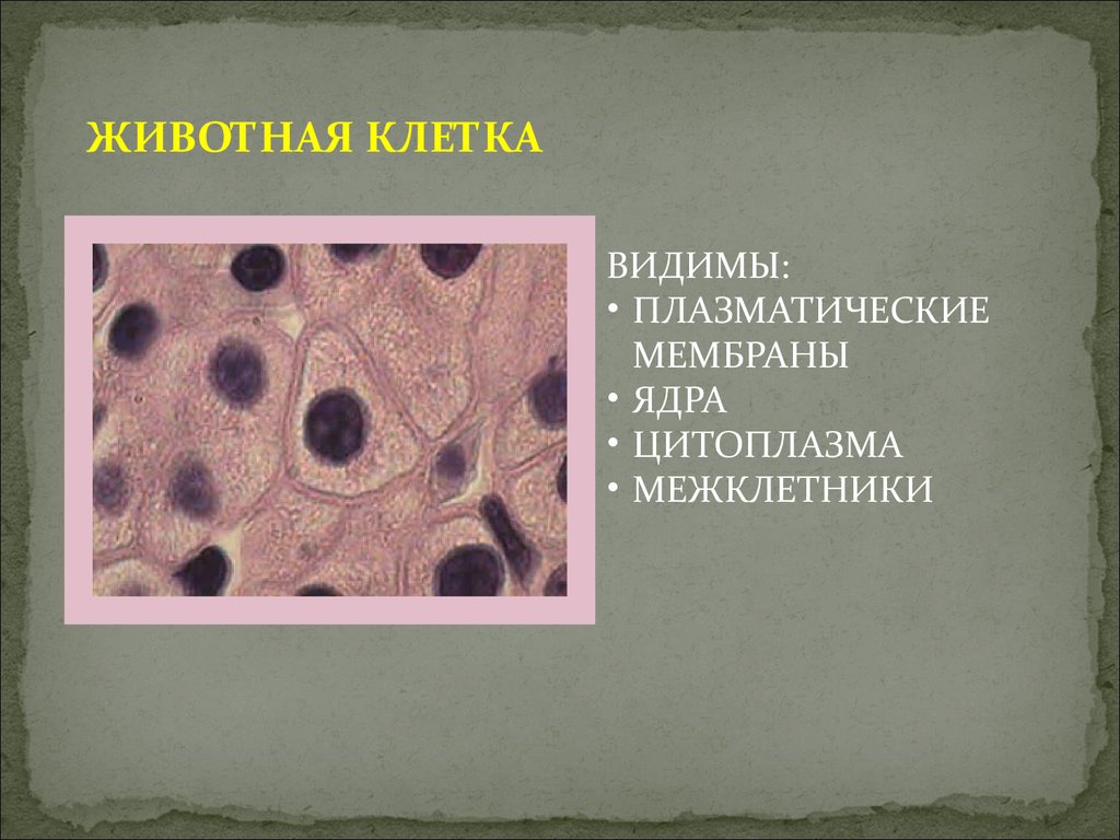 Единичные увеличенные ядра плоского. Микропрепарат животной клетки. Клетки животных под микроскопом. Животная клетка под микроскопом. Микропрепараты клеток животных под микроскопом.