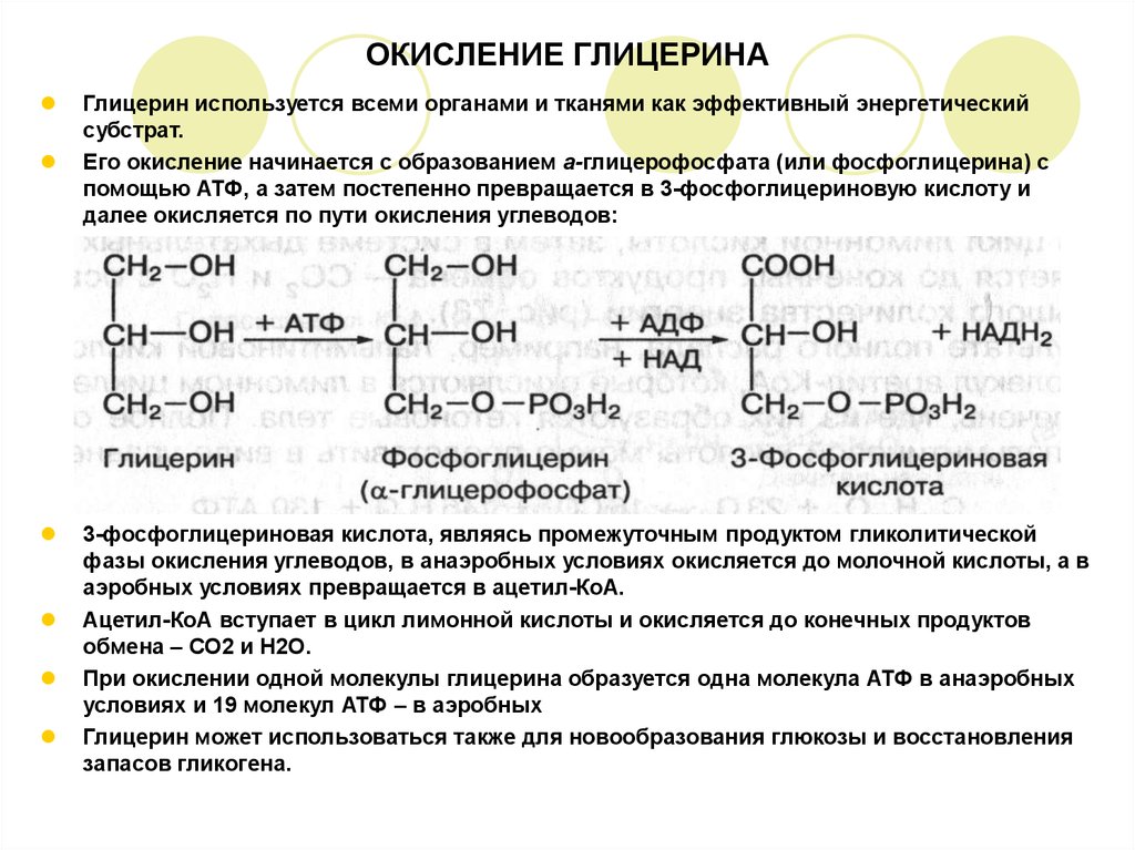 Жиры распадаются до глицерина и жирных кислот