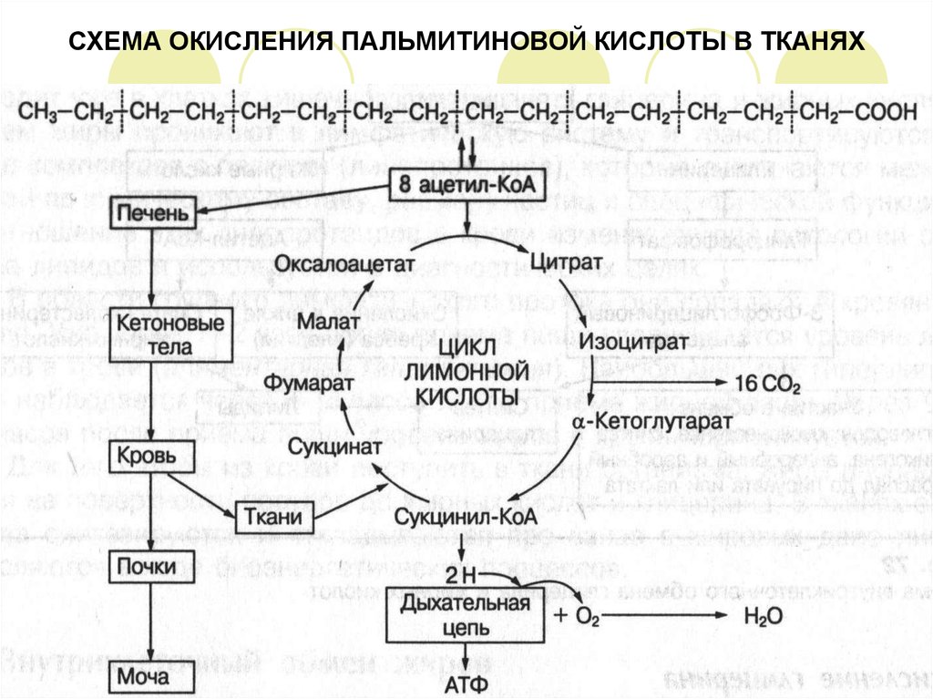 Бета окисление схема