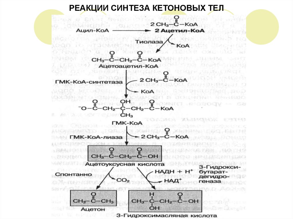 Теле синтез. Реакции синтеза кетоновых тел. Синтез и распад кетоновых тел. Схема реакции синтеза кетоновых тел биохимия. Схема синтеза кетоновых тел.