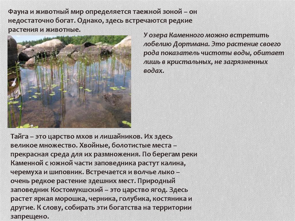 Однако здесь. Костомукшский заповедник сообщение. Охрана природы в заповеднике Костомукшский.