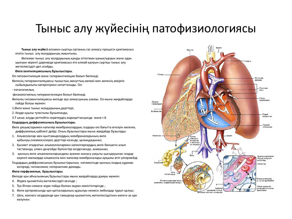 Тыныс алу жүйесі. Сыртқы тыныс алу презентация. Дем алу. Тыныс алу ацидозы физиология. Насекомдар тыныс алу.