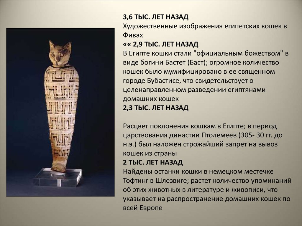 В египте поклонялись кошкам. Поклонение кошкам в древнем Египте. Великие кошки Египта. Богиня Бастет за что отвечает. Египетская кошка и человек история.