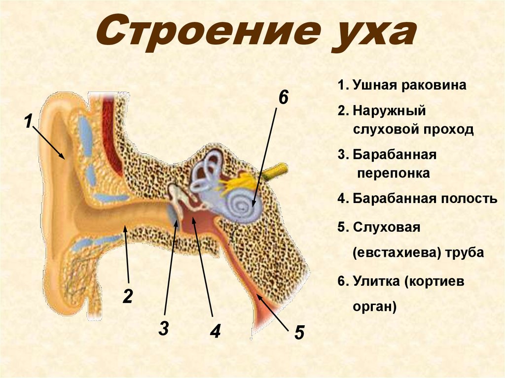 Какой цифрой на рисунке обозначен слуховой нерв