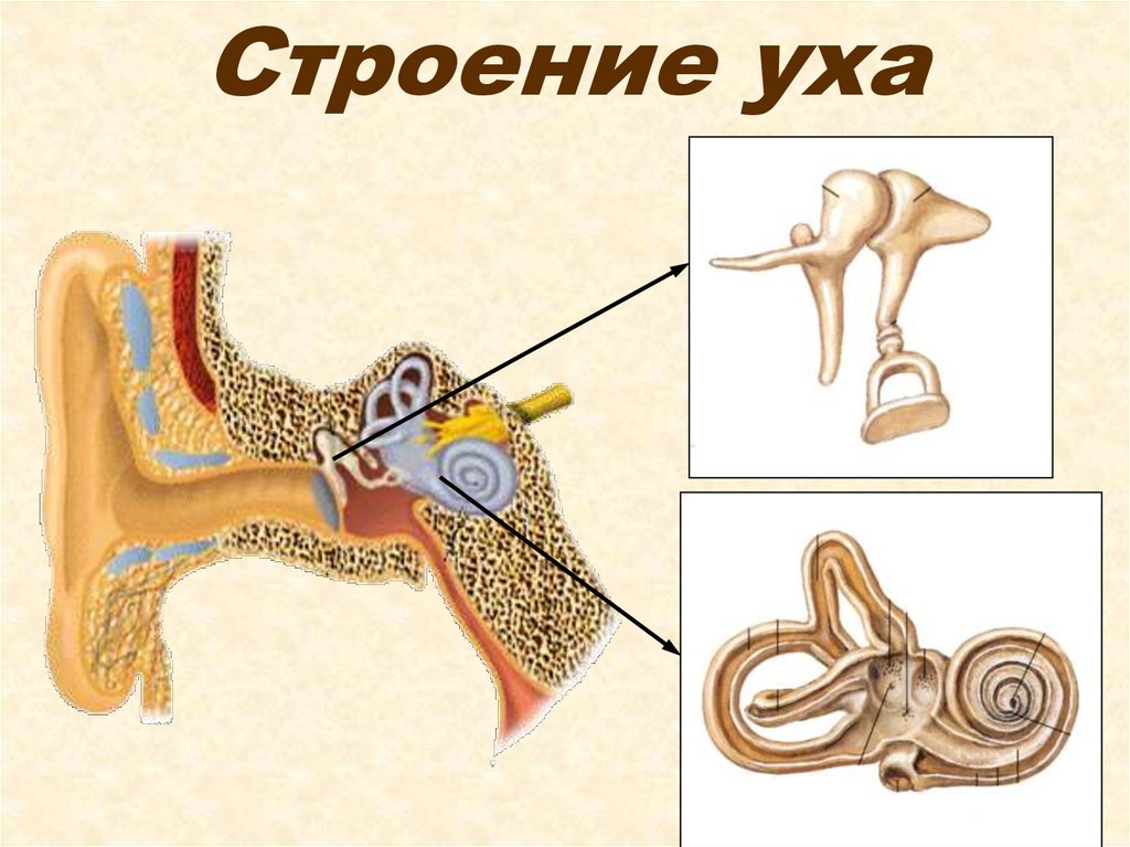 Кости среднего уха человека. Строение уха 4 класс Виноградова. Строение среднего уха человека анатомия. Среднее ухо анатомия строение. Строение уха.