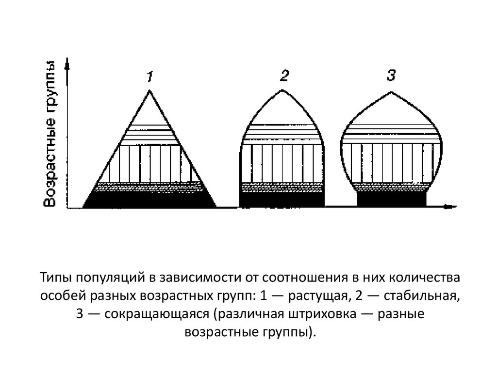 Идеальная популяция это. Возрастная структура популяции картинки.