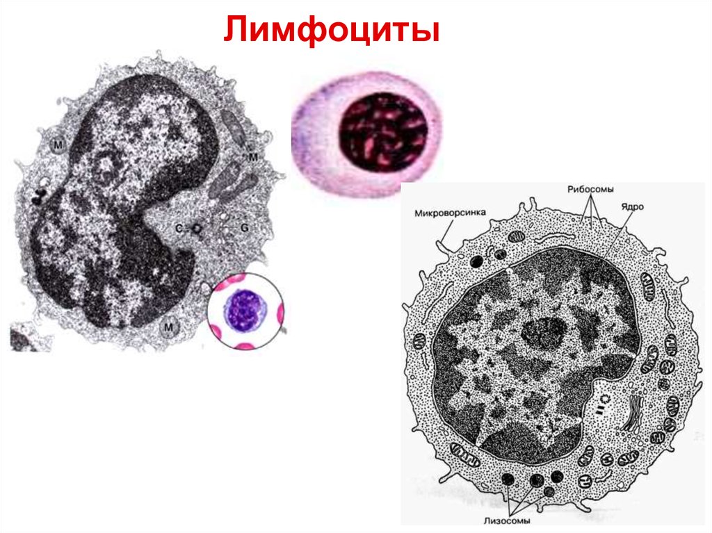 Действия лимфоцитов