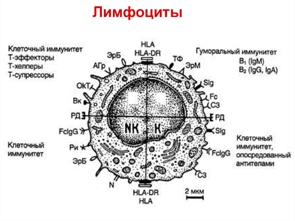 Лимфоциты структура