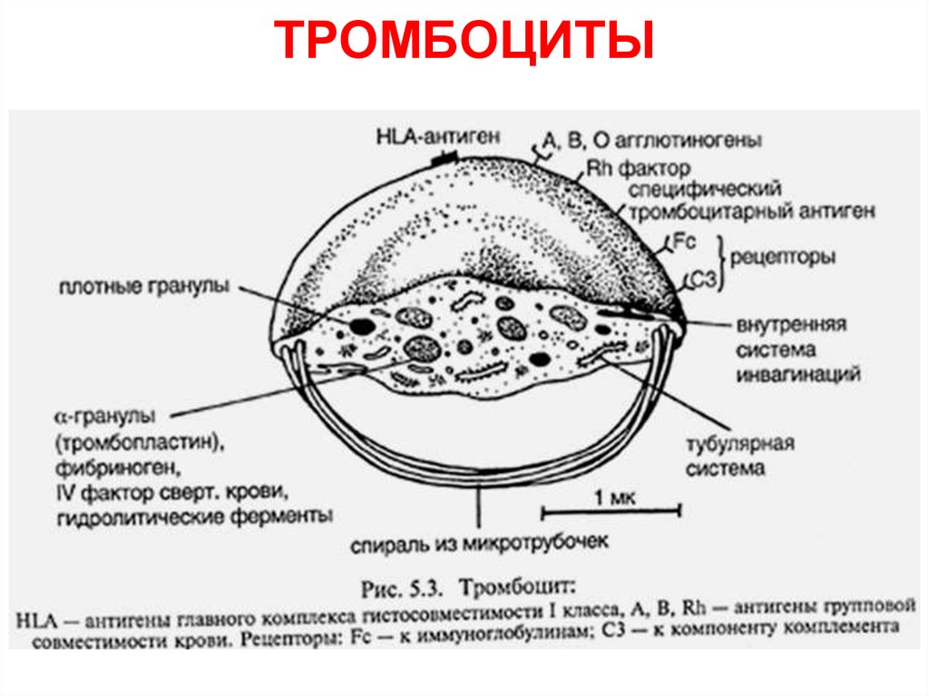 Рисунок тромбоцитов. Строение тромбоцитов. Тромбоциты строение анатомия. Тромбоциты гистология гиаломер. Тромбоциты кровяные пластинки строение.