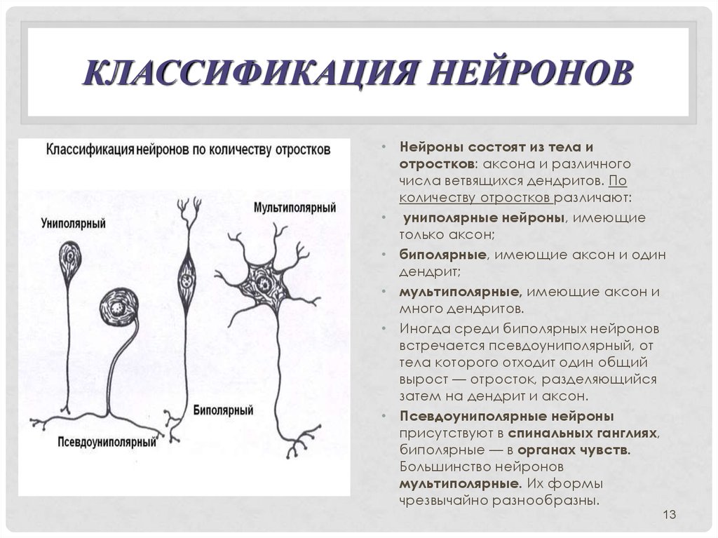 Примеры нервных клеток. Униполярные биполярные и мультиполярные Нейроны. Строение мультиполярного нейрона. Классификация Нейроны по функции анатомия. Строение мультиполярной нервной клетки.