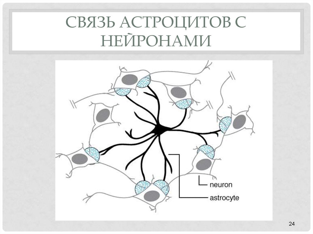 Осуществляет связь между нейронами какой нейрон. Астроциты. Астроциты и Нейроны. Астроцит и Нейрон. Астроциты и Нейроны отличия.