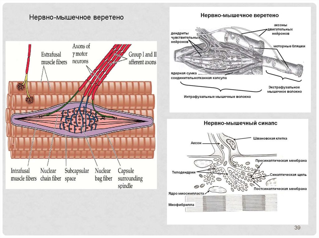 Нервные мышцы. Нейро мышечное Веретено. Строение нервно-мышечного веретена. Строение мышечного веретена гистология. Схема строения нервно мышечного веретена.