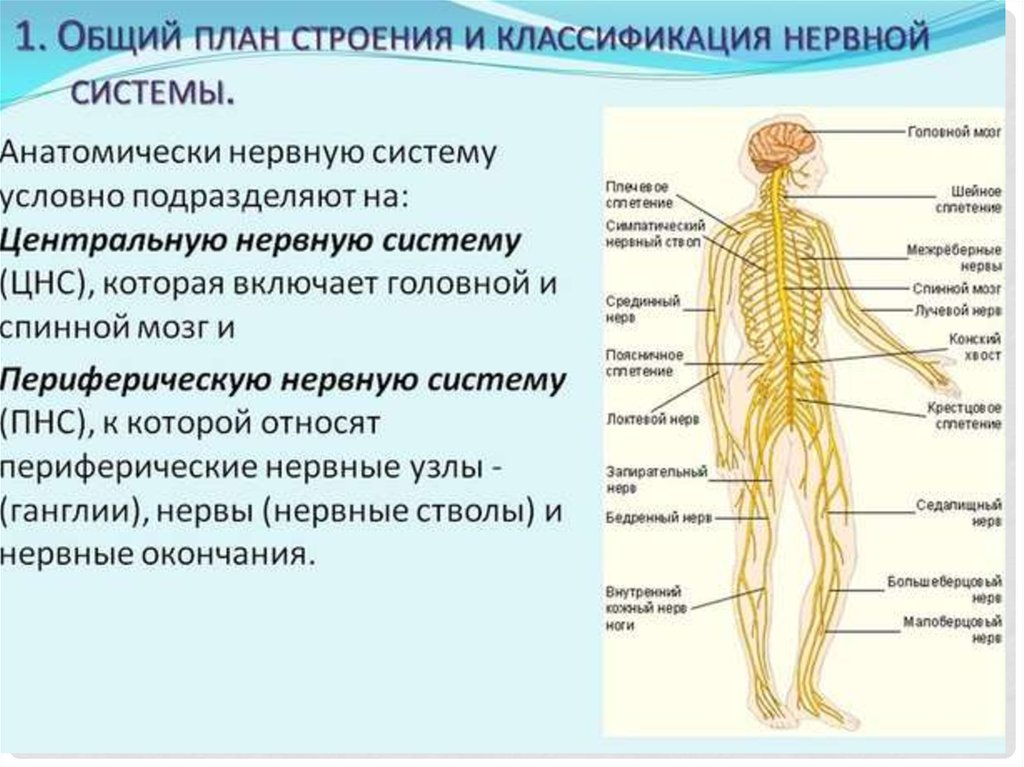 Укажите название органа периферической нервной системы человека. Периферическая нервная система схема строения. Нервная система и функции нервной системы. Нервная система классификация строение функции. Нервная система человека Центральная и периферическая таблица.
