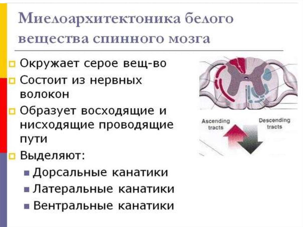 Белое вещество это. . Миелоархитектонику белого вещества спинного мозга.. Тканевой состав белого вещества спинного мозга. Тканевой состав и миелоархитектоника белого вещества спинного мозга. Тканевой состав и миелоархитектонику белого вещества спинного мозга..