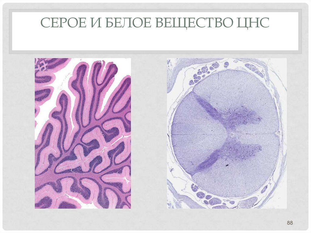 Вещества нервной системы. Серое и белое вещество ЦНС. Серое и белое вещество нервной системы. Белое вещество ЦНС. Строение белого и серого вещества нервной системы.