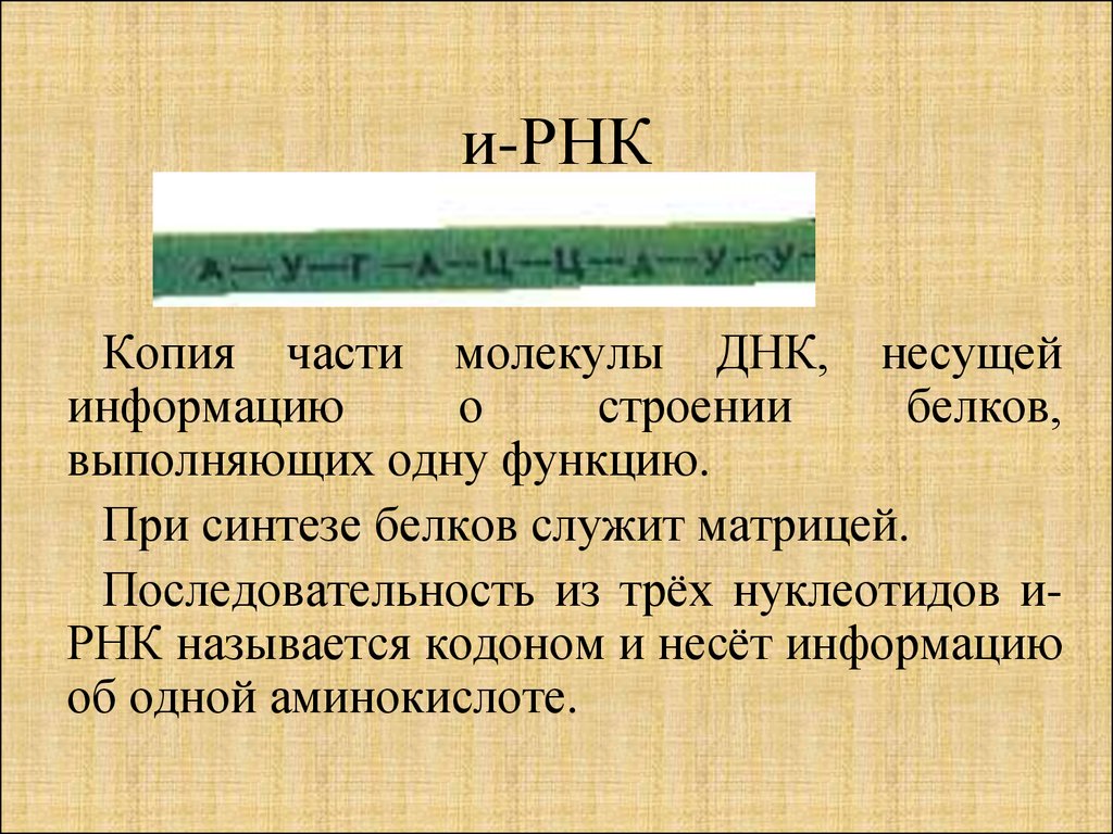 Служит матрицей для синтеза трнк. Служит матрицей для синтеза белков. ДНК несет информацию о строении. Информацию о структуре одной аминокислоты несет. Копирование и РНК.