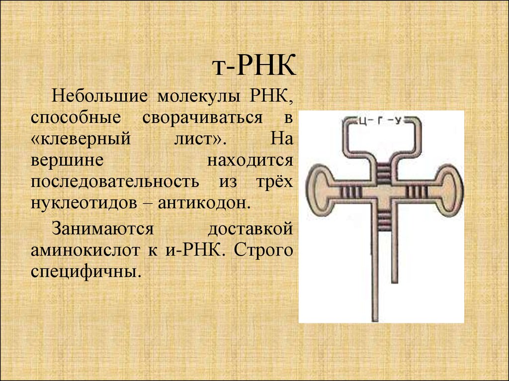 Вершина т РНК. Вершина ТРНК. РНК Клевер. Клеверный лист РНК по Ярыгину.