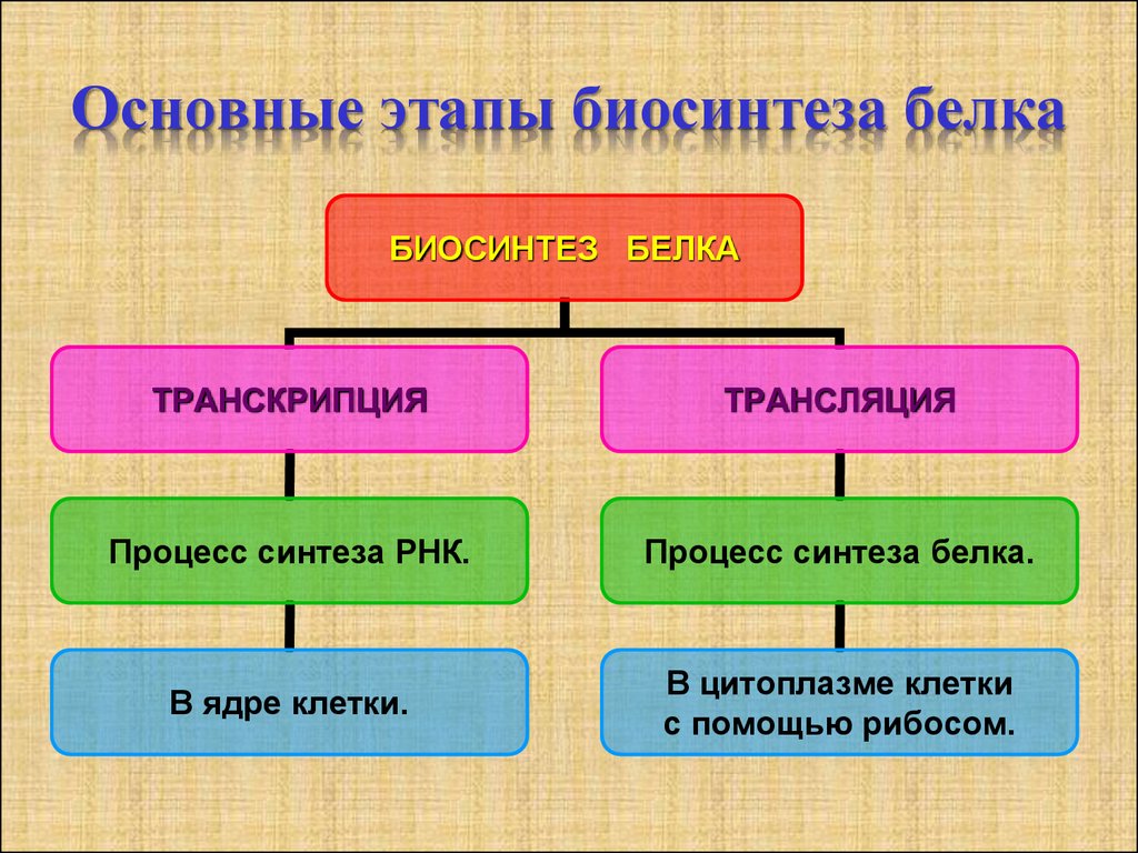 Биосинтез белка какой процесс. Этапы биосинтеза белка. Биосинтез белка его основные этапы. Биосинтез белка 4 этапа. Биосинтез белка основные понятия.