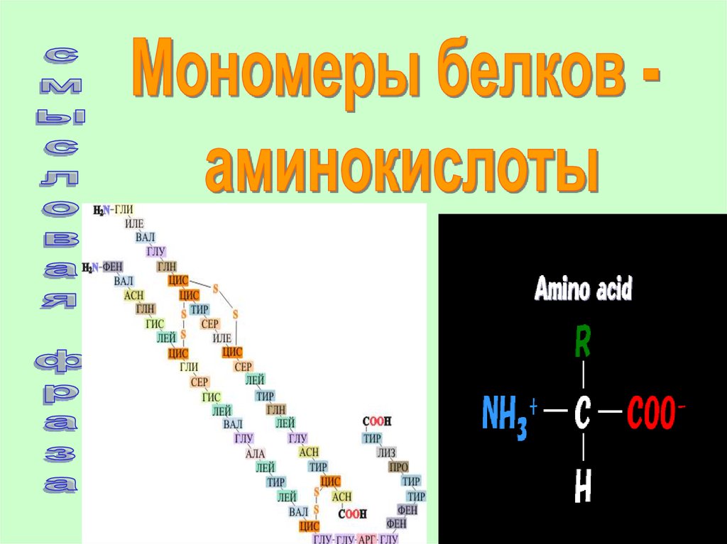 Мономер белка ответ. Мономер белка аминокислота. Аминокислоты мономеры белков. Белки мономеры аминокислоты. Строение мономера белков.