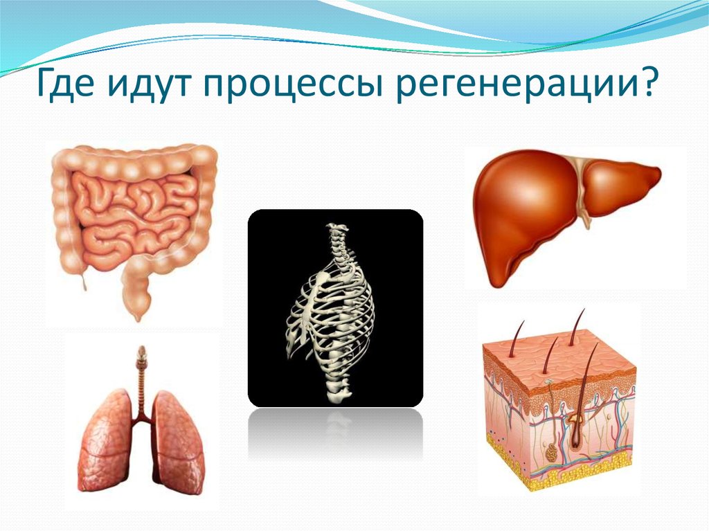 Где идут процессы регенерации?