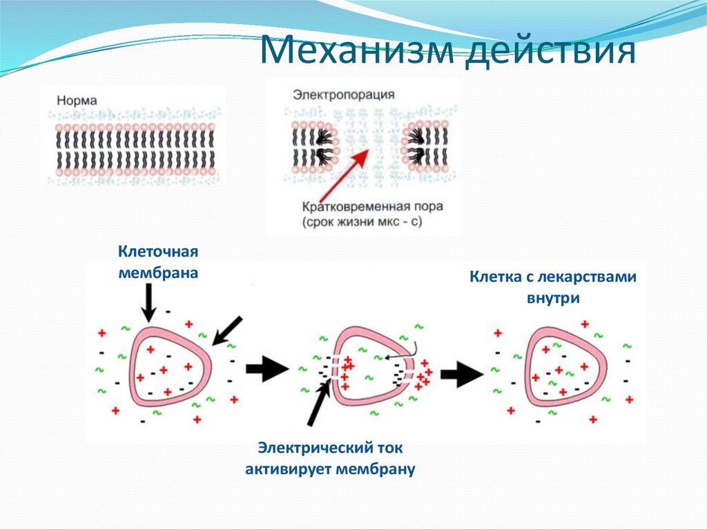 Нормальный механизм. Механизм действия электротока на клетки.. Электропорация схема действия. Воздействие тока на клетки. Клеточный механизм действия лекарственных.