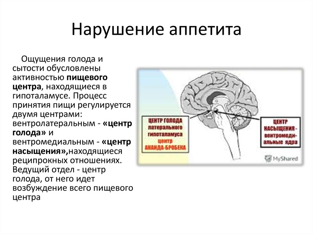 Пищевой центр в мозге