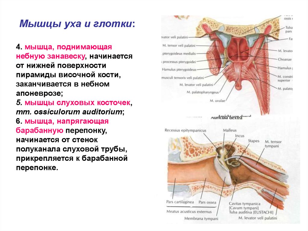 Мышца напрягающая барабанную. Мышца поднимающая небную занавеску. Мышца напрягающая барабанную перепонку. Мышцы среднего уха.