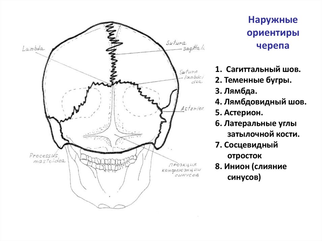 Схема строения черепа