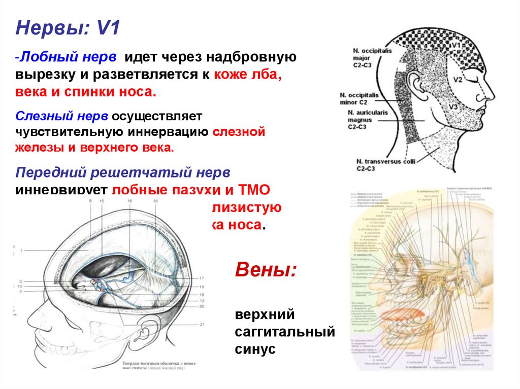 Воробьев анатомия и физиология