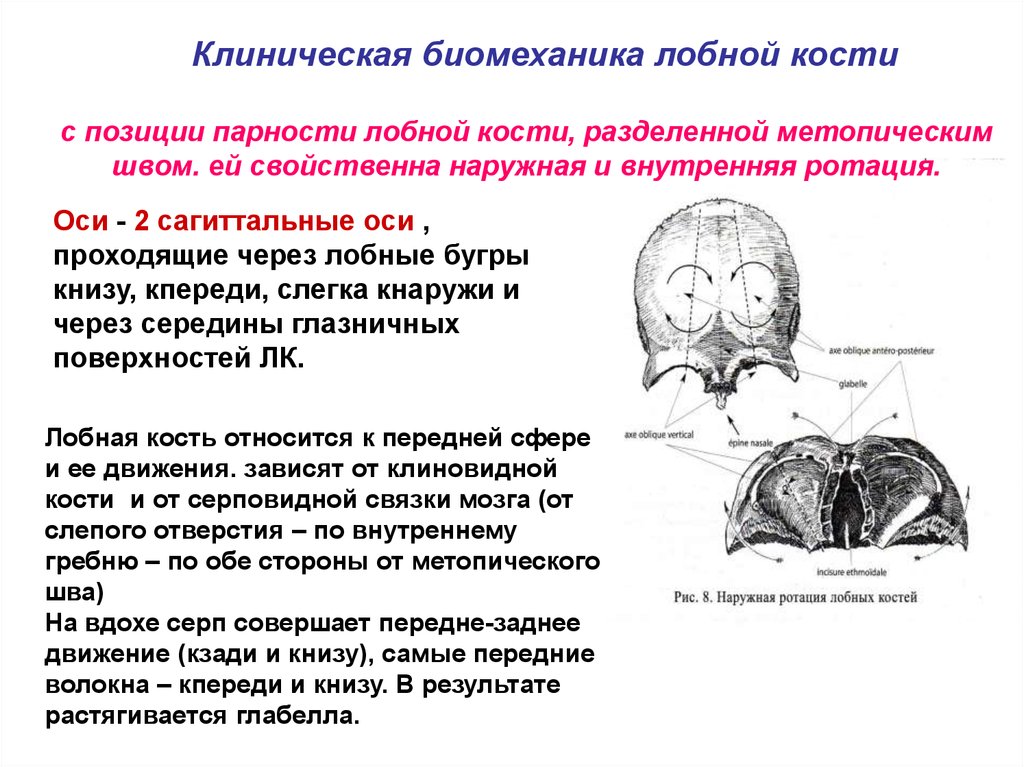 Лобная кость относится к. Окостенение лобной кости. Лобная кость описание. Формирование лобной кости. Надпереносье в лобной кости.