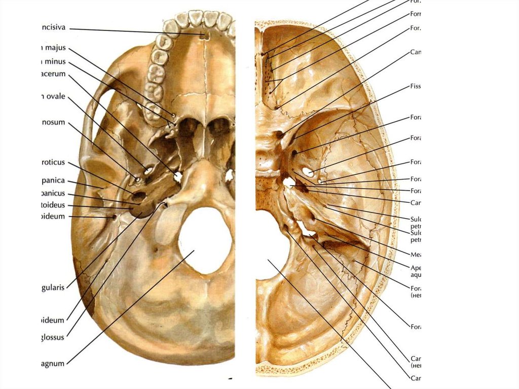 Строение черепа человека фото с описанием на русском