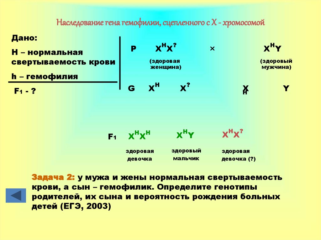 Вероятность рождения у мужчин. Задачи на гемофилию. Ген сцеплен с х хромосомой. Гены сцепленные с х-хромосомой. Гемофилия рецессивный признак.