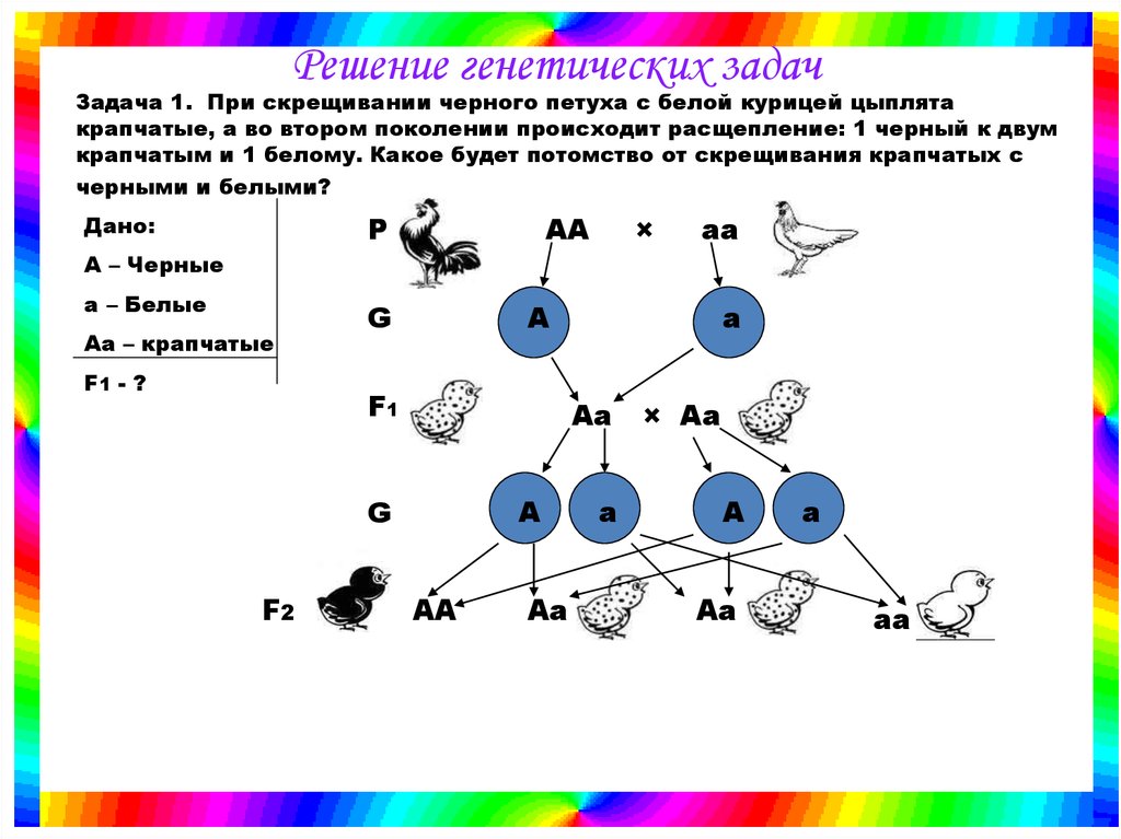 Решить задачу на гены. Задачи по генетике второе поколение. Решение генетических задач 9 класс биология. Задачи по генетике на моногибридное скрещивание 9 класс. Схема оформления задачи по генетике.