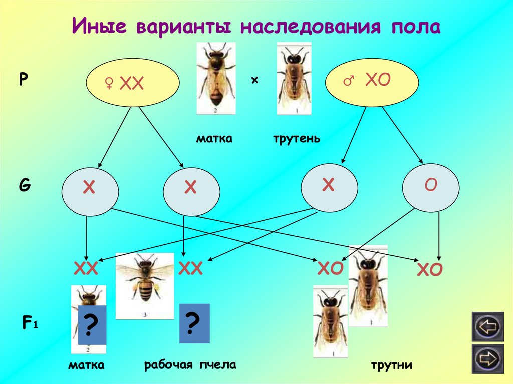 Хромосомы пчел. Наследование пола у пчел. Схема наследования пола у пчел. Генотип трутней пчел. Определение пола у пчел.