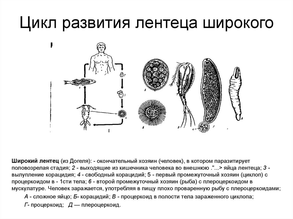 Какой цифрой обозначен на рисунке первый промежуточный хозяин широкого лентеца