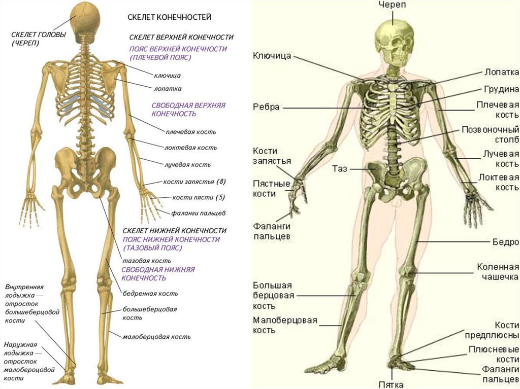Скелет с названиями костей на русском языке