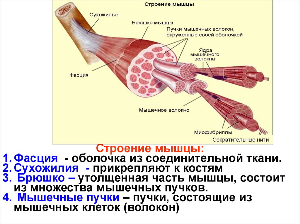 Двигательная функция клетки. Строение скелетной мышцы сухожилие. Строение мышцы брюшко сухожилие. Фасции скелетных мышц. Соединительно тканные оболочки сухожилия.