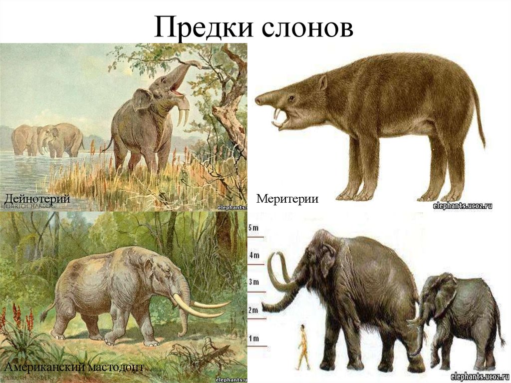 Предок слоновых. Предок слона мастодонт. Эритерий предок слона. Отряд хоботные Эволюция. Предки слонов тейнатерий.